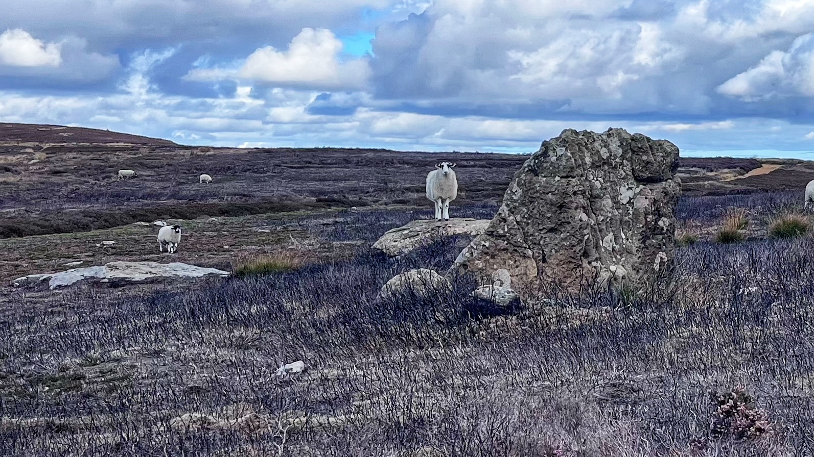 Smoke and Mirrors: Do “Cool Burns” Safeguard or Exploit the Moors?