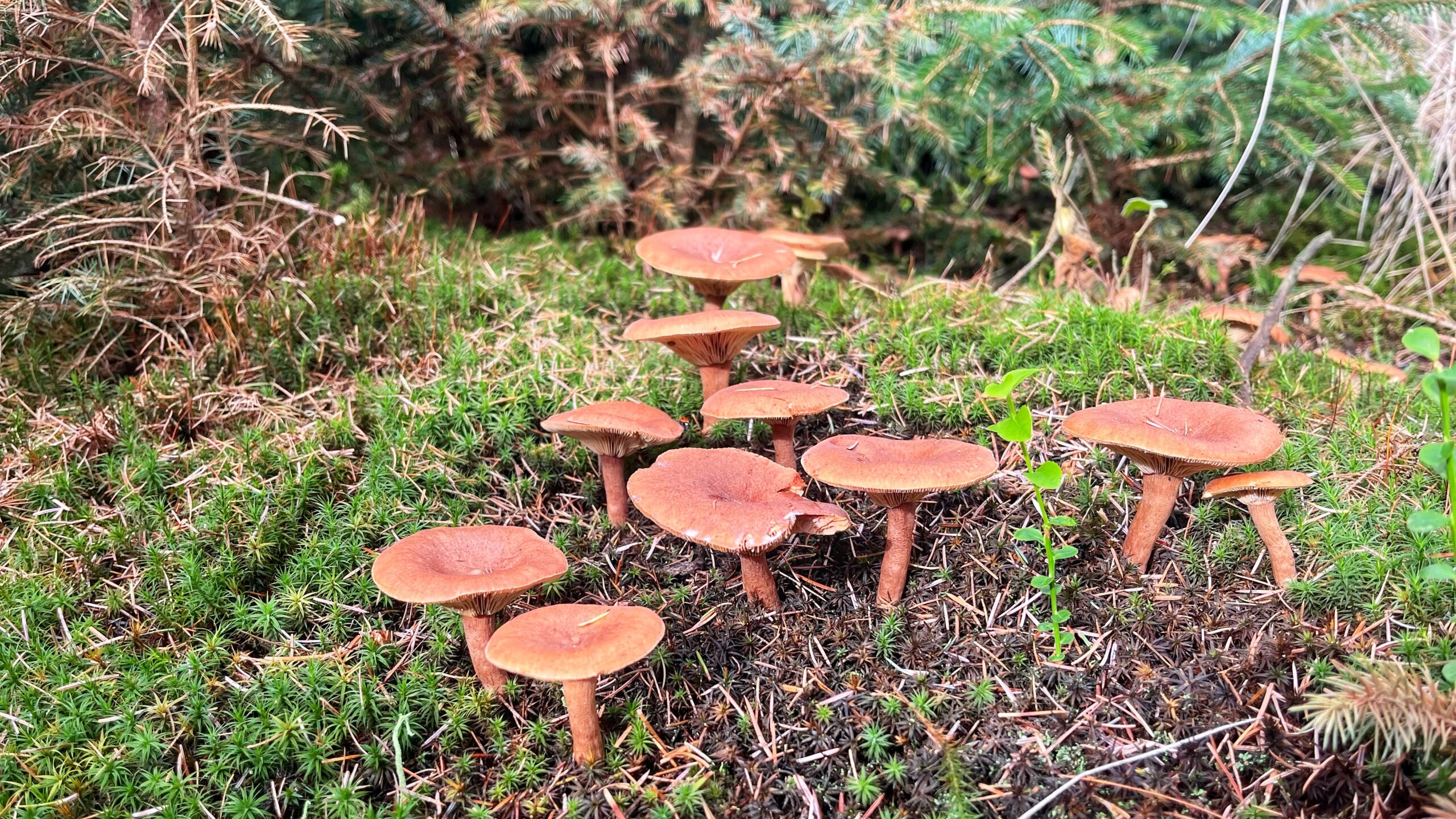 The Mushroom With a Sting in Its Milk
