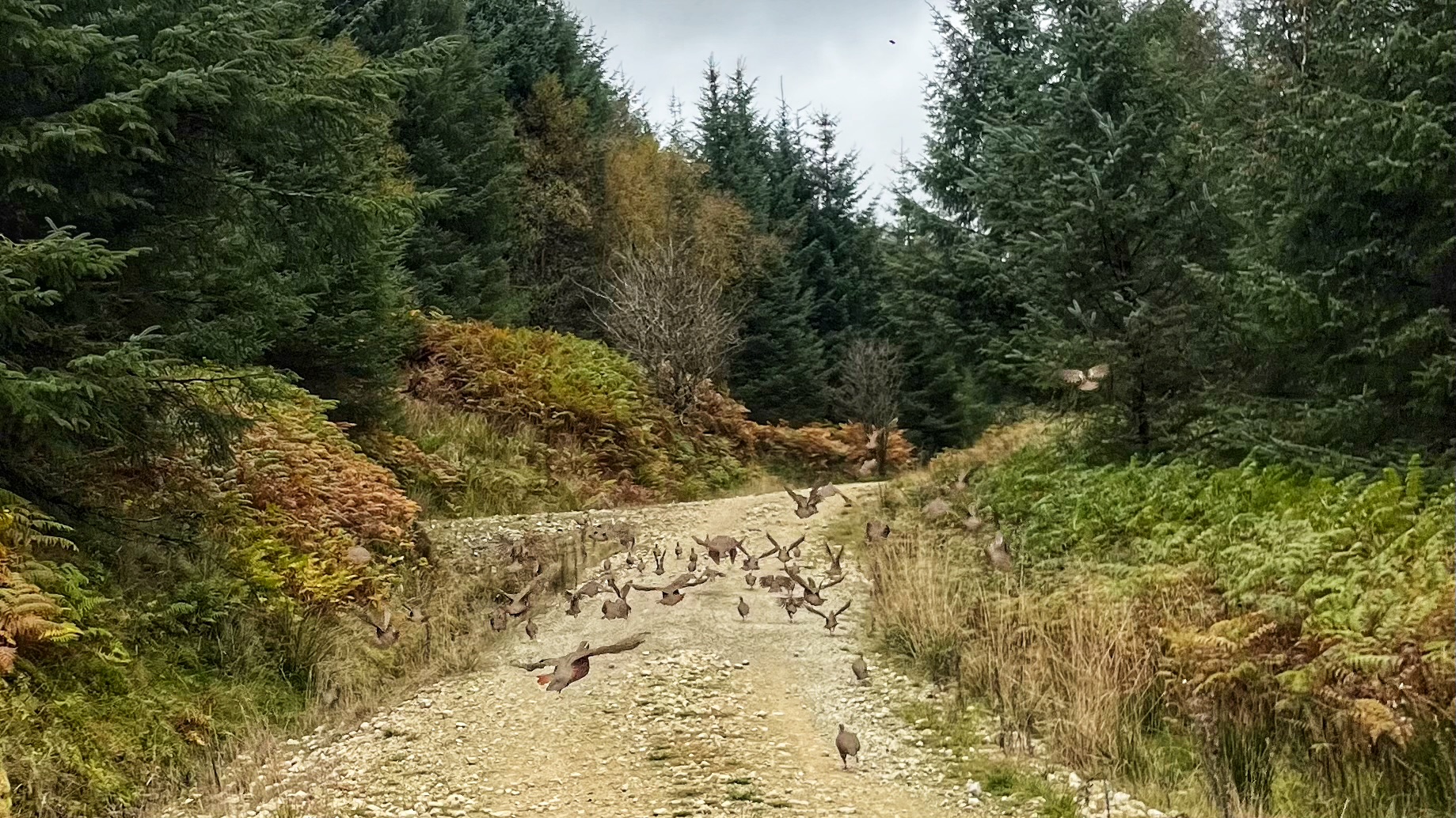 Roadrunners on the Forest Track: The Hidden Toll of Mass Gamebird Releases