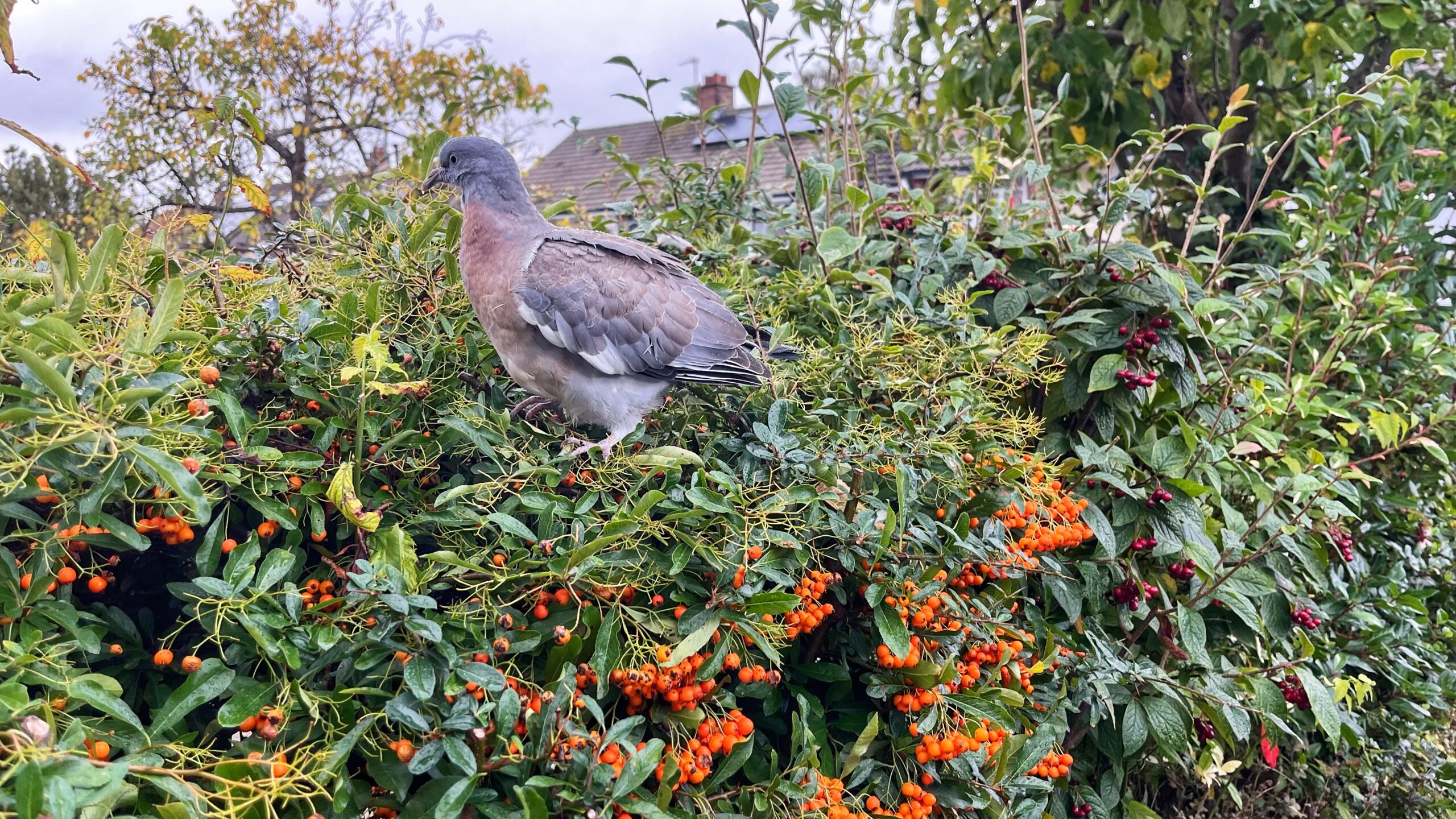 One Contented Pigeon