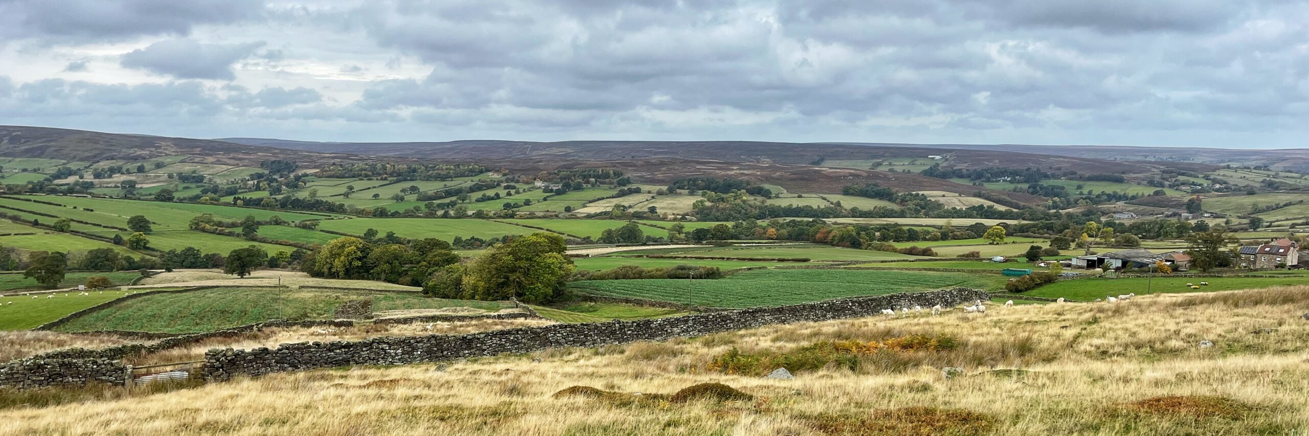 Barwykerowe