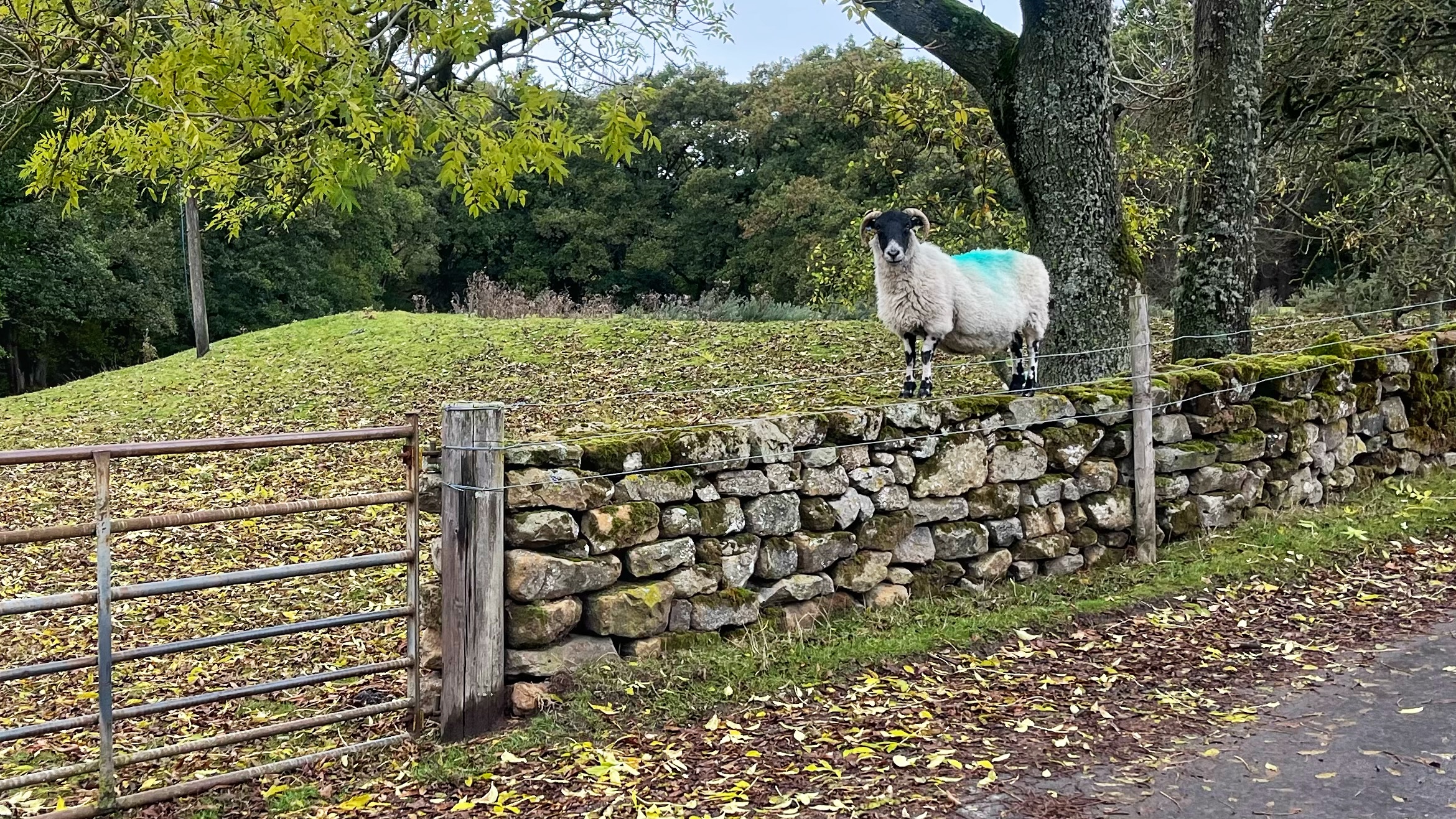 A horned, black-faced sheep with a bright turquoise mark on its back stands atop a mossy dry-stone wall in an autumn rural setting.